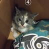 【美猫】子猫たちの里親を募集中です！ サムネイル3
