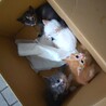 【美猫】子猫たちの里親を募集中です！ サムネイル4