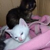 【美猫】子猫たちの里親を募集中です！ サムネイル5