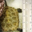 イシガメ