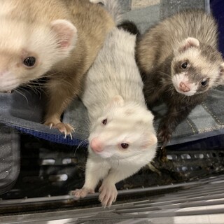 【可愛い白色の女の子】里親募集しています