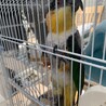 かわいいズグロシロハラインコ サムネイル2