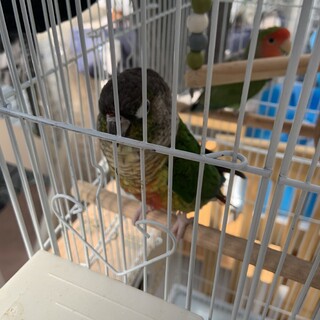 キュートなウロコインコ