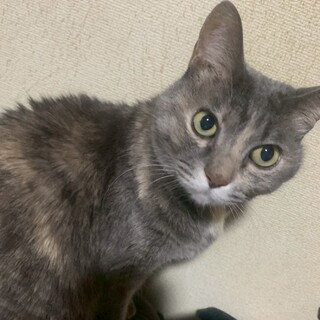 雑種のメス8歳で、人懐っこいです。