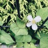 琴子です