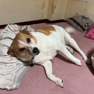 雑種　名前はブランです。