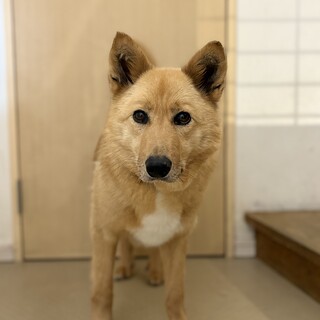 大人しくてお散歩上手なヒタチくん