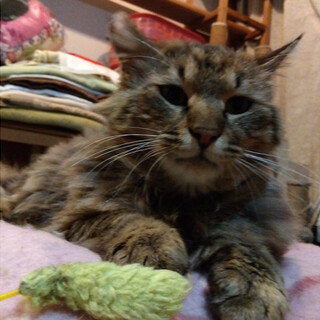 ノルウェージャンみたいな毛長の男の子