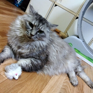 癒される温厚な毛長サバトラ君