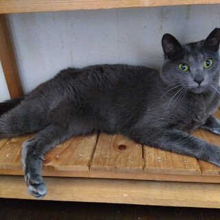 甘えん坊なビビりなグレーちゃん