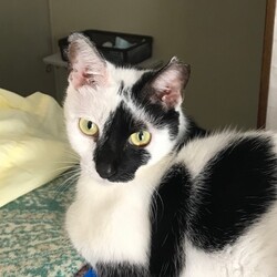 おとな猫譲渡会㏌明石 サムネイル2