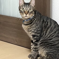 おとな猫譲渡会㏌明石 サムネイル3