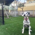 元気いっぱいダルメシアンのオーリーくん。