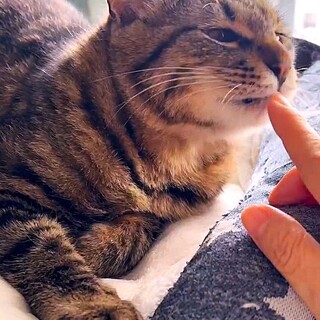 ぽんちゃんは人気者！