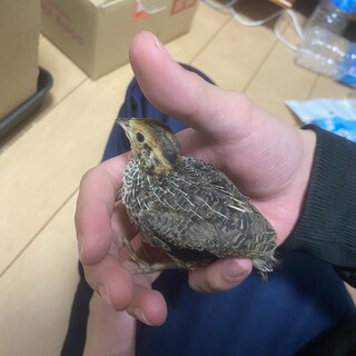 うずら生後１ヶ月性別不明