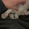 急募トンキニーズ/シャム猫 /子猫人懐っこい子です