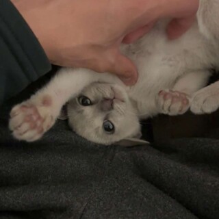 急募トンキニーズ/シャム猫 /子猫人懐っこい子です