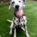 元気で可愛いダルメシアン⭐︎オーリーくん