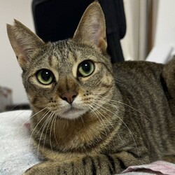 猫の譲渡会in川崎市溝の口駅