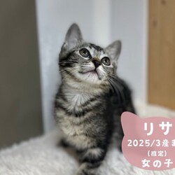 猫の譲渡会in川崎市溝の口駅