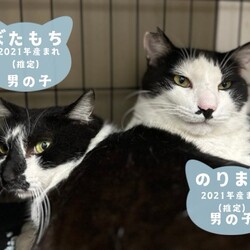 猫の譲渡会in川崎市溝の口駅