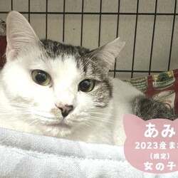猫の譲渡会in川崎市動物愛護センター