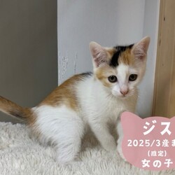 猫の譲渡会in川崎市動物愛護センター