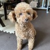 お留守番が出来ます