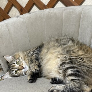 メインクーンの2歳の女の子