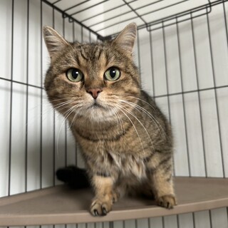 ねこ ペルシャxベンガル 女の」大阪府 - 猫の里親募集(516110) 1枚