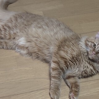 メインクーン1歳です。とても人懐っこいです！