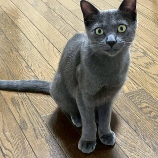 ロシアンブルー風子猫オス
