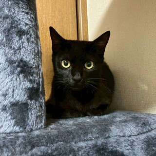 小顔美形黒子猫メス