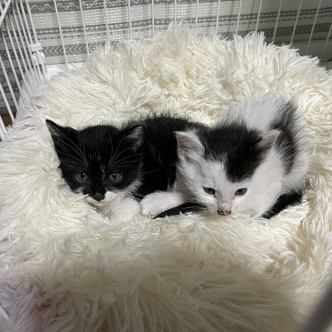 宮城県亘理郡亘理町の保護猫のカバー写真