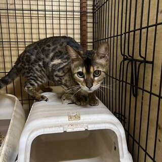 ベンガルです。伊勢市