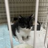 タキシード黒白 メス サムネイル2