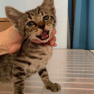 可愛いキジトラ　スミレちゃん