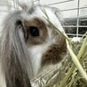 ホーランドロップイヤーの里親募集です サムネイル2