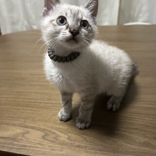 急応募　シャムMIX ♂ 二ヶ月の子猫