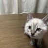 急応募　シャムMIX ♂ 二ヶ月の子猫 サムネイル2