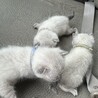 急応募　シャムMIX ♂ 二ヶ月の子猫 サムネイル3