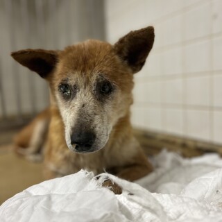 殺処分対象❗️収容期限6/2迄❗️延長なし