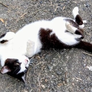 元気で大人しい男の子です！