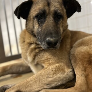 殺処分対象❗️収容期限6/3迄❗️延長なし