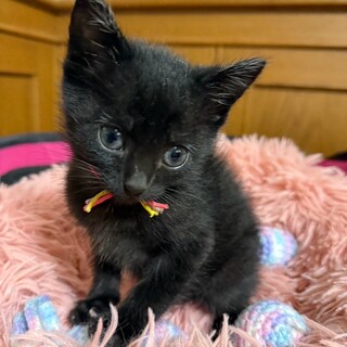 ボンネットレスキュー5匹兄妹♡ごまくん