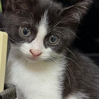 ボンネットレスキュー5匹兄妹♡しおちゃん