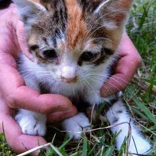 とても元気で抱っこ好きな女の子です