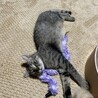 人馴れ抜群　抱っこ添い寝大好き♡　マサオ君 サムネイル2