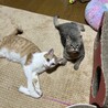 人馴れ抜群　抱っこ添い寝大好き♡　マサオ君 サムネイル4