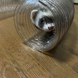 急募集　フェレット♀二歳